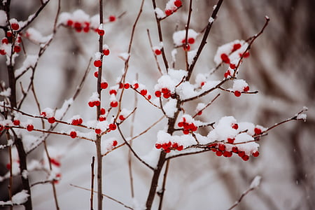 red faux berries with snow in selective focus photography