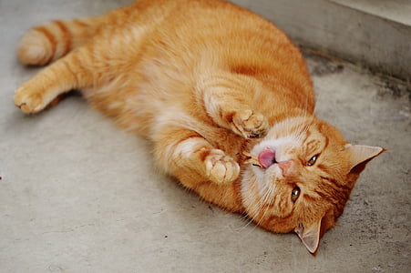 orange tabby cat lying on the floor