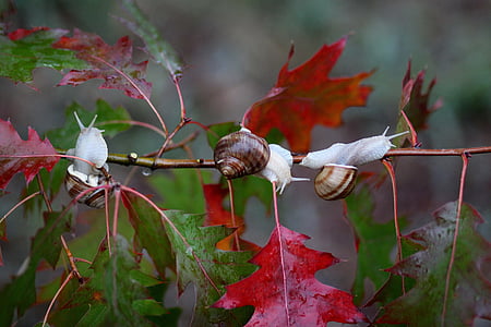 shallow focus photography of three snails on plant branch