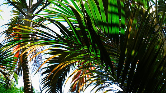 shallow focus photography of green palm trees
