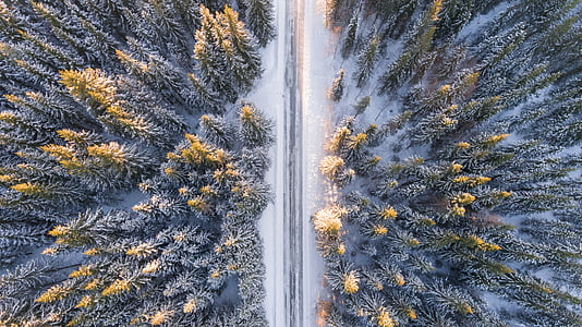 aerial view of snow covered ground with tall trees