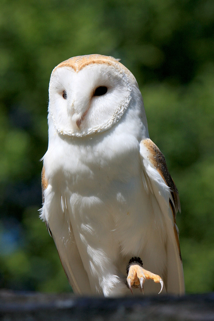 white and beige owl