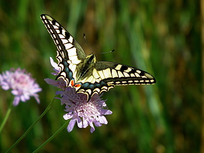 tiger butterfly on purple petaled flower close-up photography