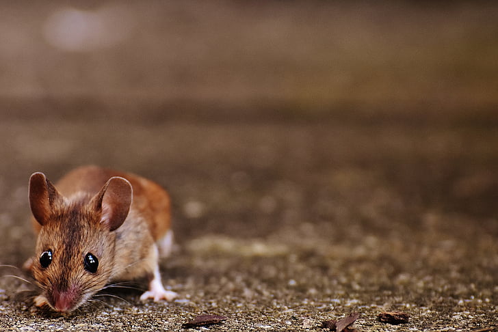 closeup photo of brown mouse