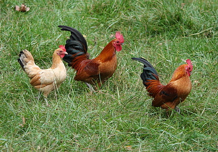 two rooster and hen on green grasses