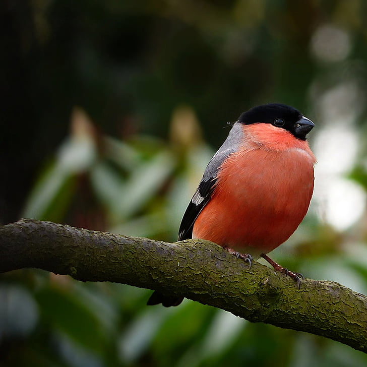 orange and black bird perching on tree branch
