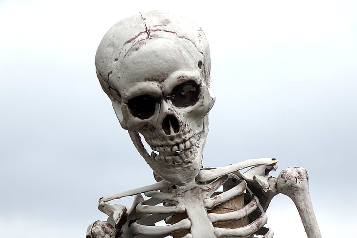 photography of human skeleton