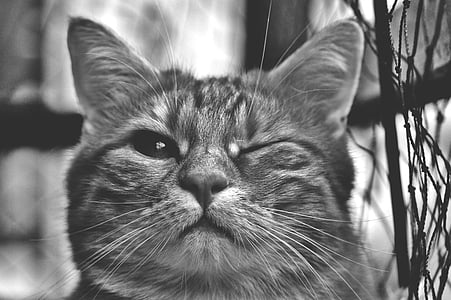 grayscale photo of tabby cat winking left eye