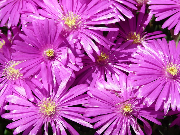 purle petaled flowers close up photo