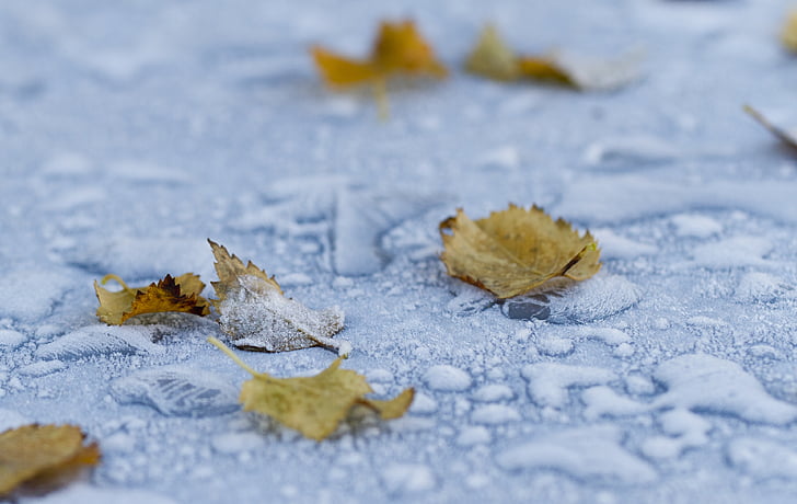macro photography of fallen brown leaves