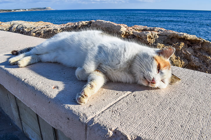 white and orange cat laying on concrete surface during daytime
