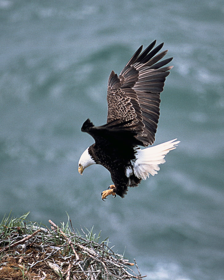 eagle flying near grass