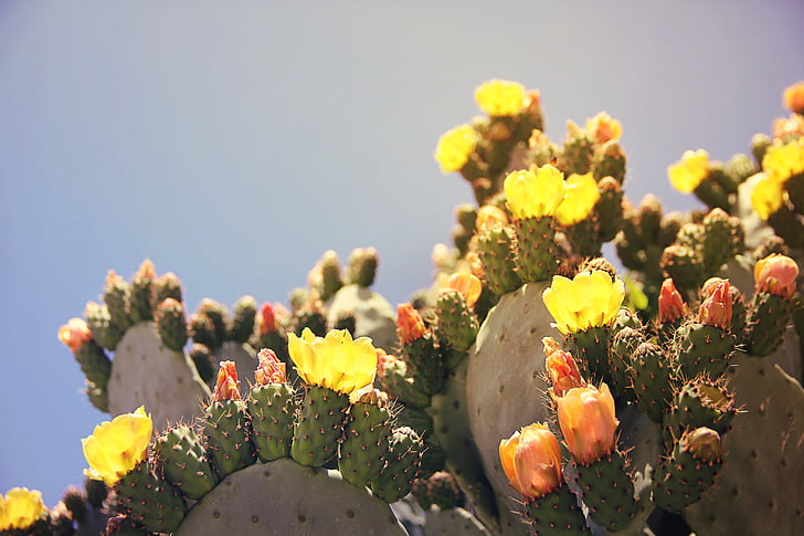 blossoming green prickly pear cacti