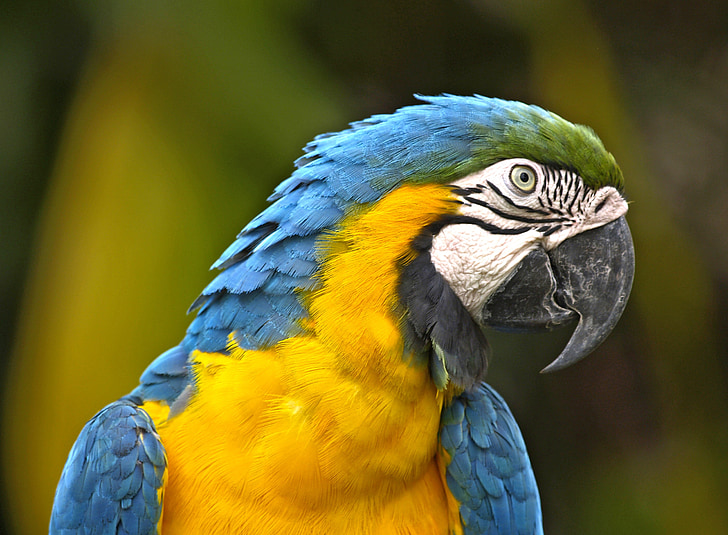 focus photo of blue-throated macaw