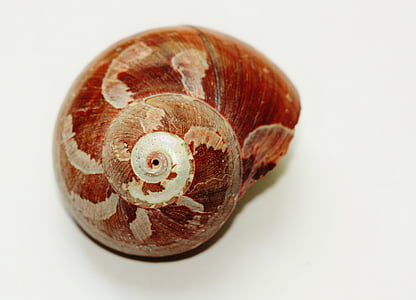 brown sea shell