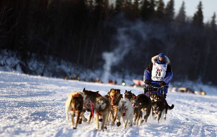 man riding sled pulled by pack of dogs