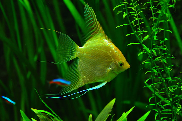 underwater photography of yellow angelfish