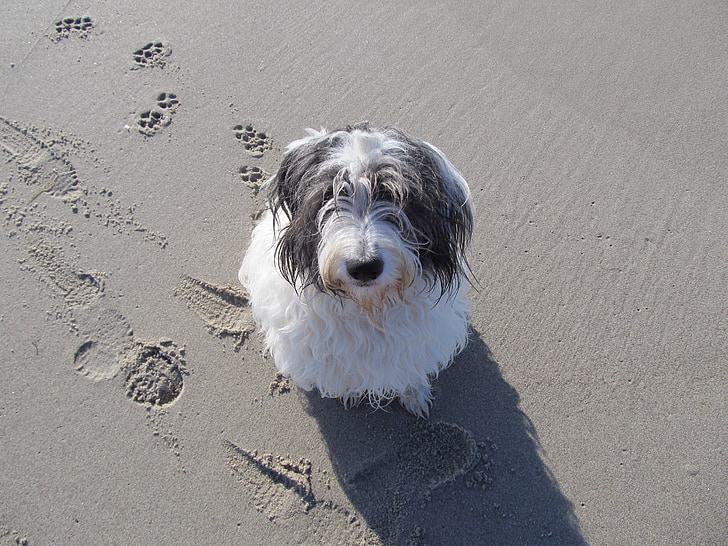 adult black and white bearded collie sits on sand at daytime