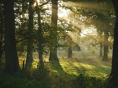 sunlight passing through trees