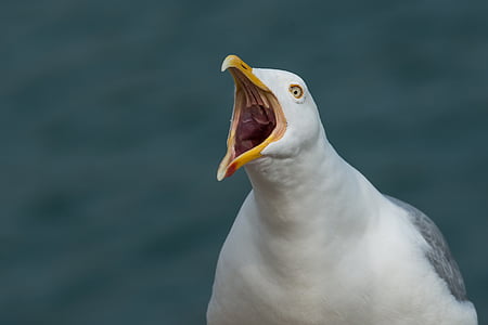 focus photo of ring-billed gull