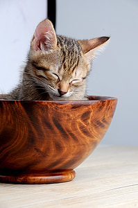 brown Tabby kitten inside brown wooden bowl